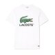 T-SHIRT GIROCOLLO M/M LACOSTE